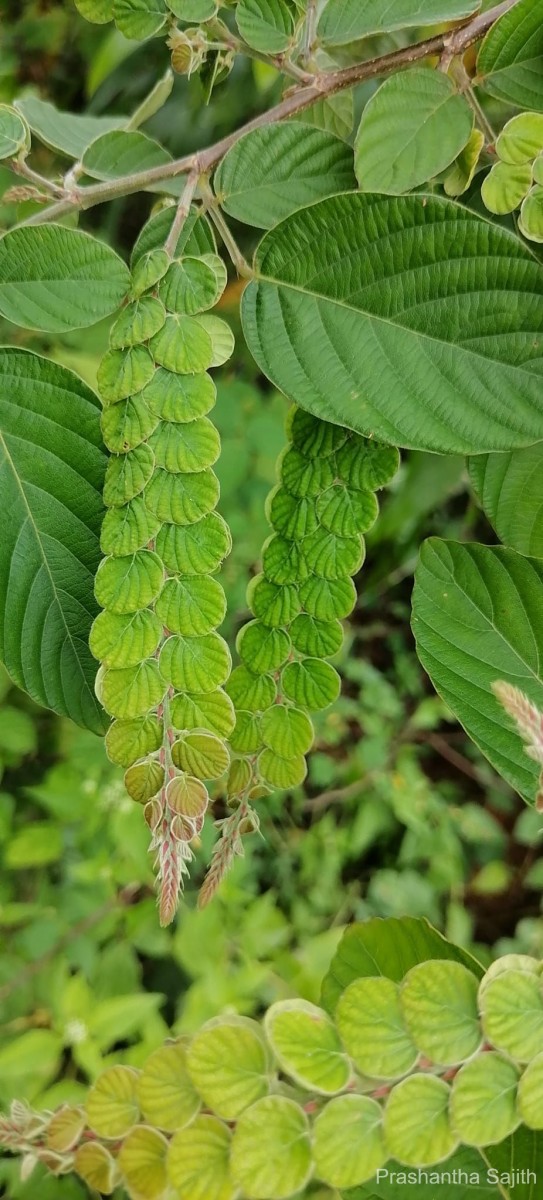 Phyllodium pulchellum (L.) Desv.